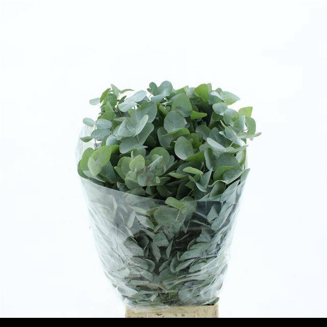 <h4>EUC CINEREA PER BOS</h4>