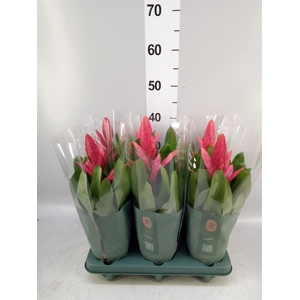Vriesea  'Intenso Pink'