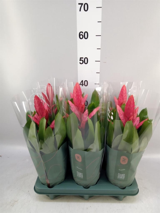<h4>Vriesea  'Intenso Pink'</h4>