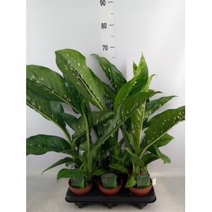 Dieffenbachia  'Crocodile'