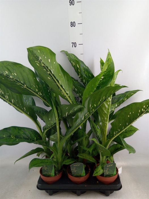 <h4>Dieffenbachia  'Crocodile'</h4>