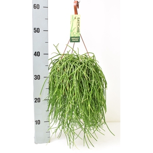 Rhipsalis   ...