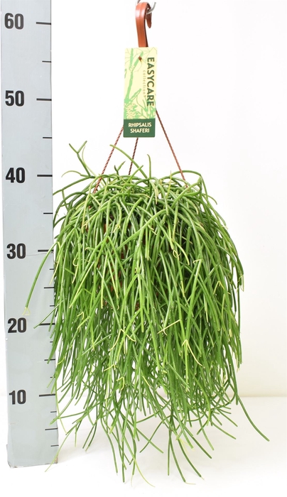 Rhipsalis   ...