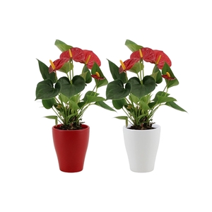 Anthurium Diamond Red in Carly ceramics