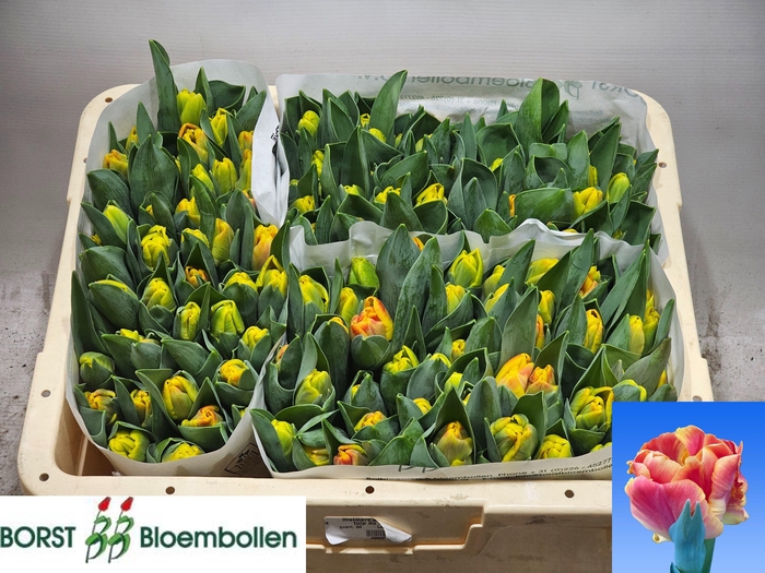 <h4>TU PA UNDERCOVER</h4>