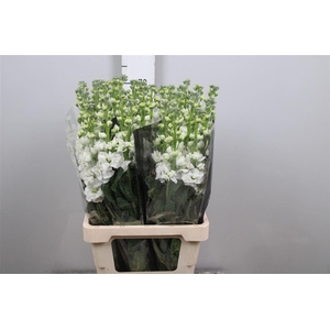 Matth Iron * Premium* White