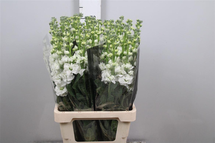 Matth Iron * Premium* White