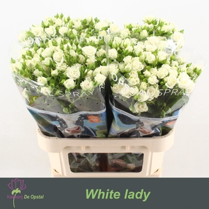R tr White Lady