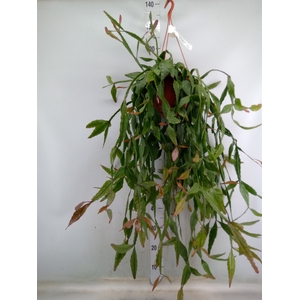 Rhipsalis elliptica