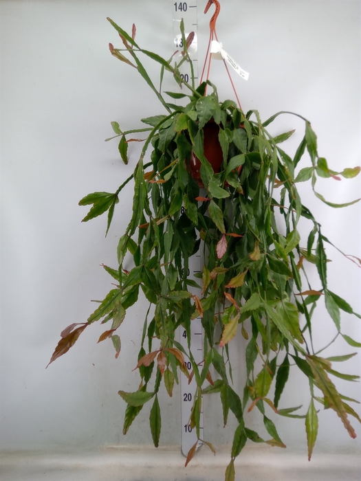 <h4>Rhipsalis elliptica</h4>