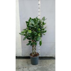 Ficus benghalensis 'Audrey'