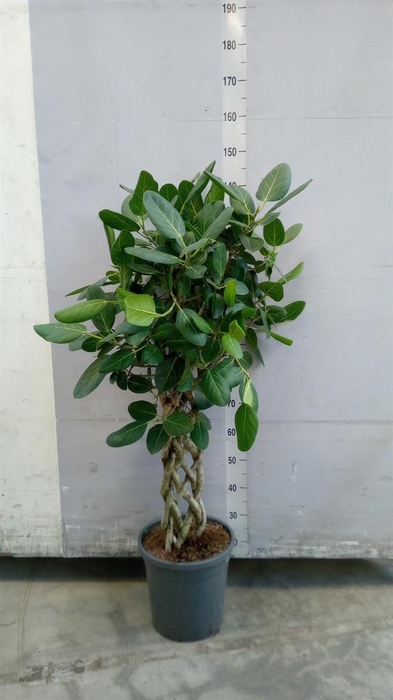 <h4>Ficus benghalensis 'Audrey'</h4>