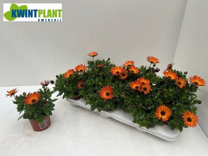 <h4>OSTEO MA ORAN FLARE</h4>