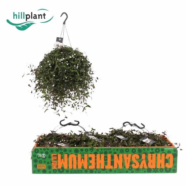 <h4>TRAD MULTIFLORA</h4>