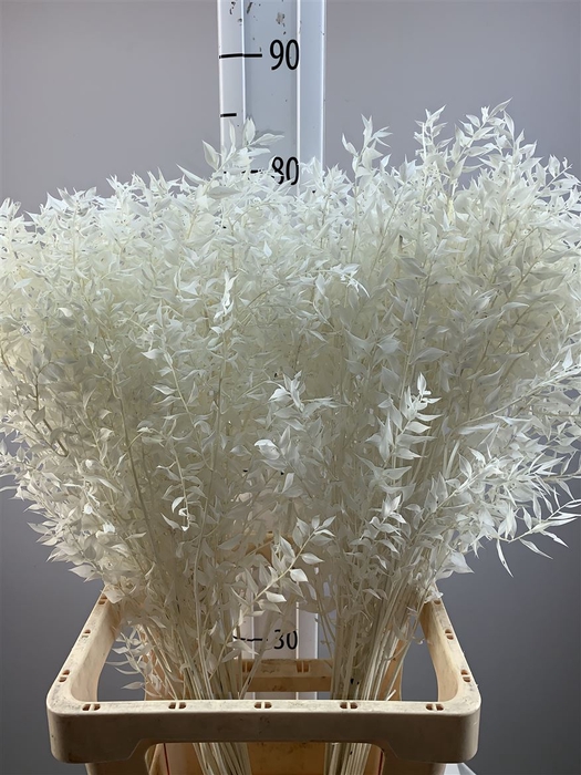 <h4>Ruscus Bleached Per Bos</h4>