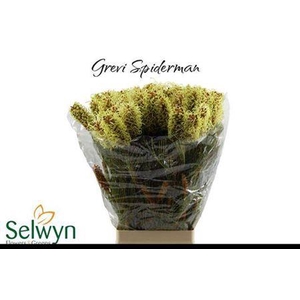 Grevillea Spiderman