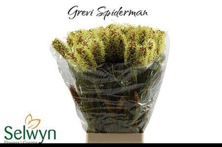 <h4>Grevillea Spiderman</h4>