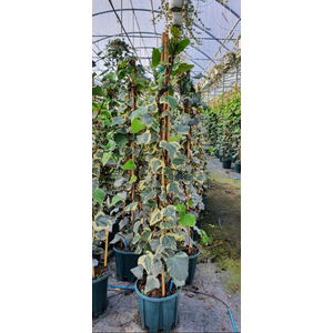 Hedera helix