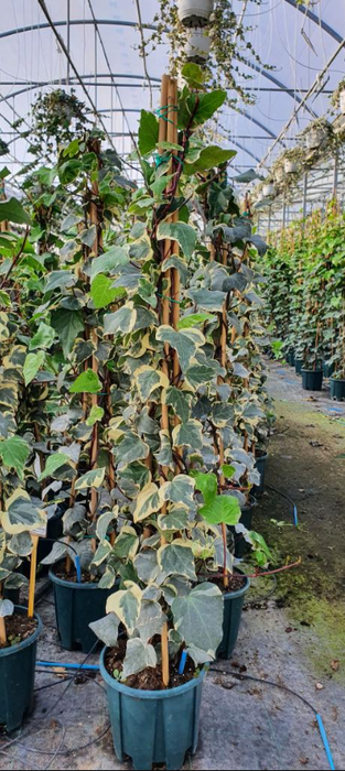 <h4>Hedera helix</h4>