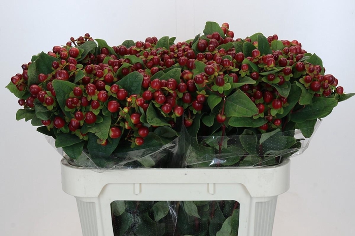 Hypericum Magical Seasons