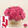 Hydrangea royal kiss