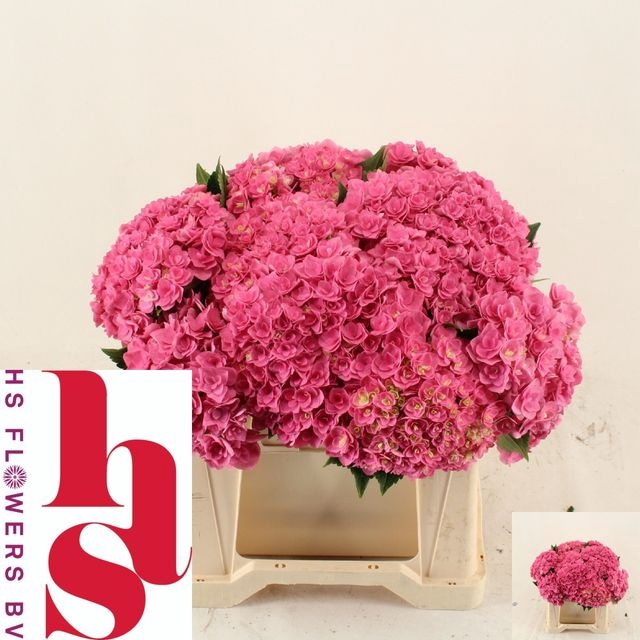 Hydrangea royal kiss