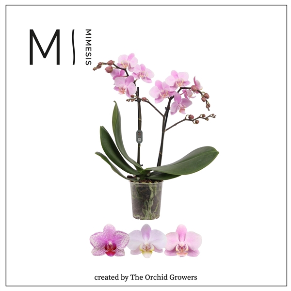 <h4>Mimesis Phal. Multi Light Pink - 2 spike 12cm</h4>