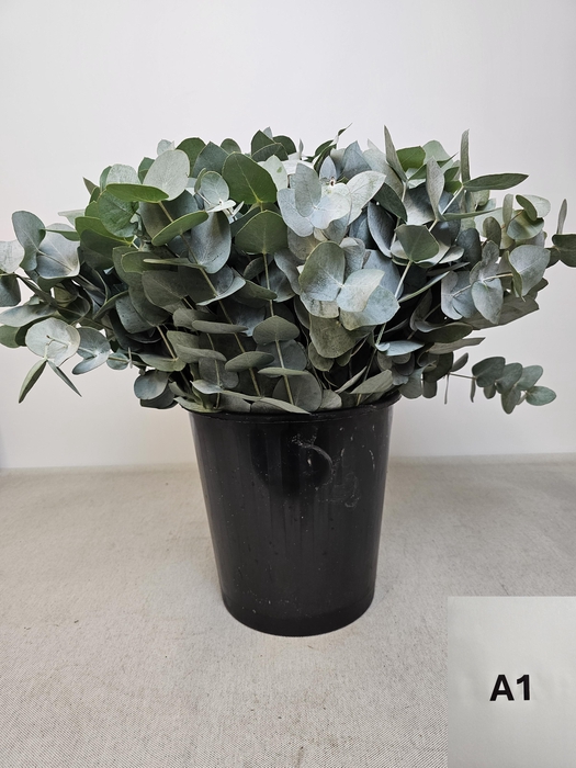 EUC CINEREA PER STEEL -IT-