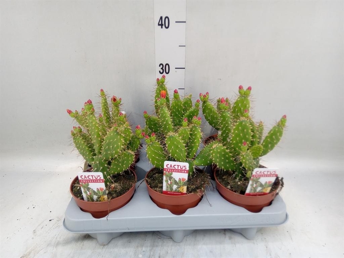 <h4>Opuntia</h4>