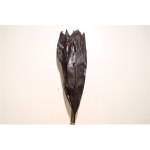 Cordyline Black Tie