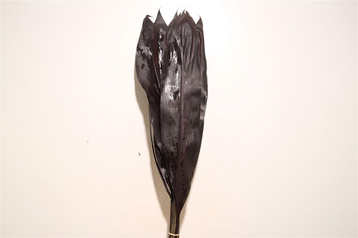 <h4>Cordyline Black Tie</h4>