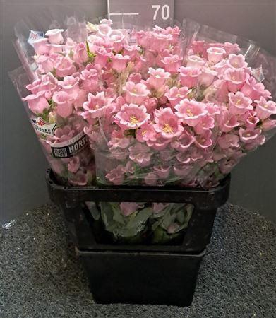<h4>Campanula Pink Rosa</h4>