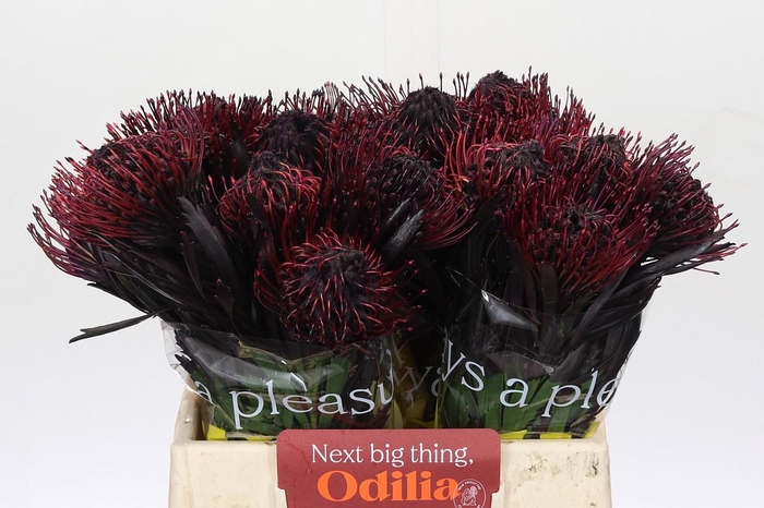 <h4>Nutans Painted Aubergine</h4>