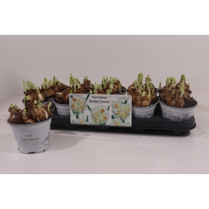 !! PROMO !! NARCISSUS BRIDAL CROWN P12