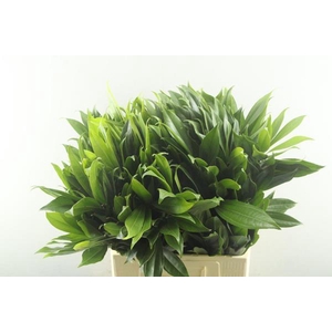 Deco Gr Cocculus Blad L 70