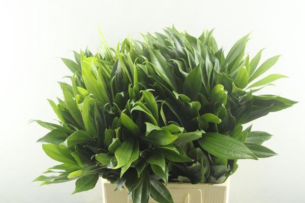 <h4>Deco Gr Cocculus Blad L 70</h4>