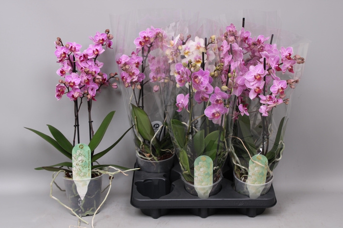 <h4>PHAL MF OV</h4>