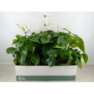 Peperomia polybotrya 'Raindrop'