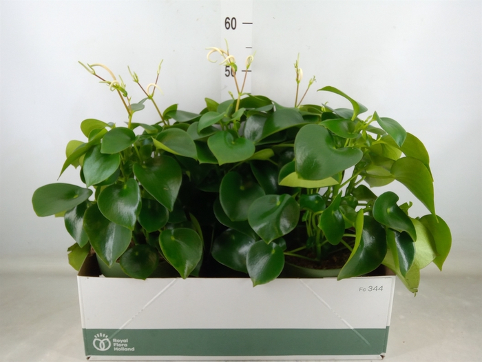 <h4>Peperomia polybotrya 'Raindrop'</h4>