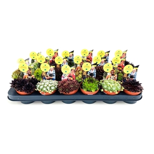 Sempervivum Mix