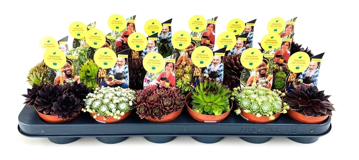 <h4>Sempervivum Mix</h4>