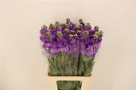 <h4>Matth Iron Blue</h4>