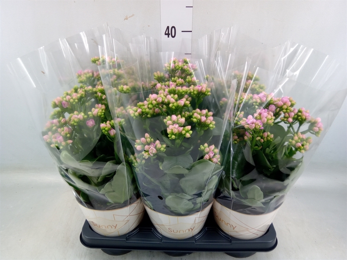 <h4>Kalanchoe  'RoseFlow Graceful Pink'</h4>