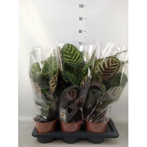 Calathea makoyana