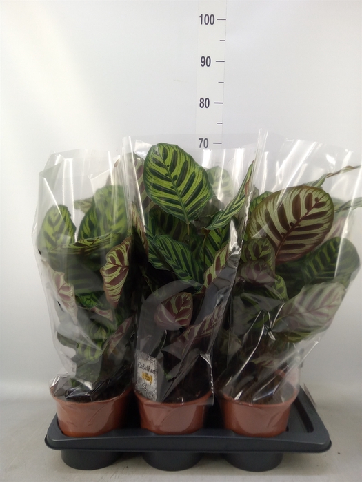 <h4>Calathea makoyana</h4>
