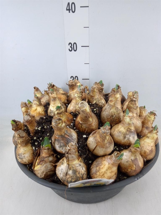 <h4>Narcissus   ...</h4>