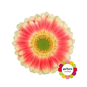 Germini Tompouce Water x60