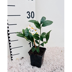 Citrus meyeri Lemon ''Grow at Home''(no fruits)