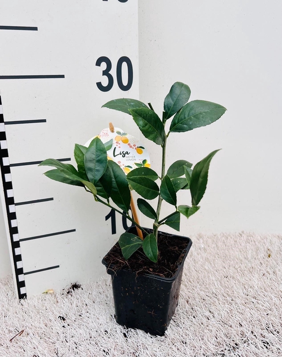 <h4>Citrus meyeri Lemon ''Grow at Home''(no fruits)</h4>