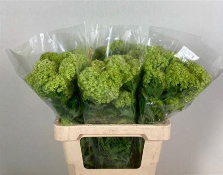 <h4>Viburnum Roseum St 60cm 2 Hd</h4>